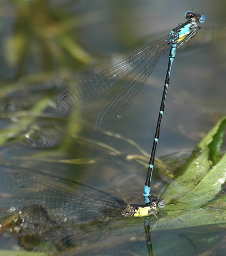 Pair with ovipositing female
2006_05_03_Floyd